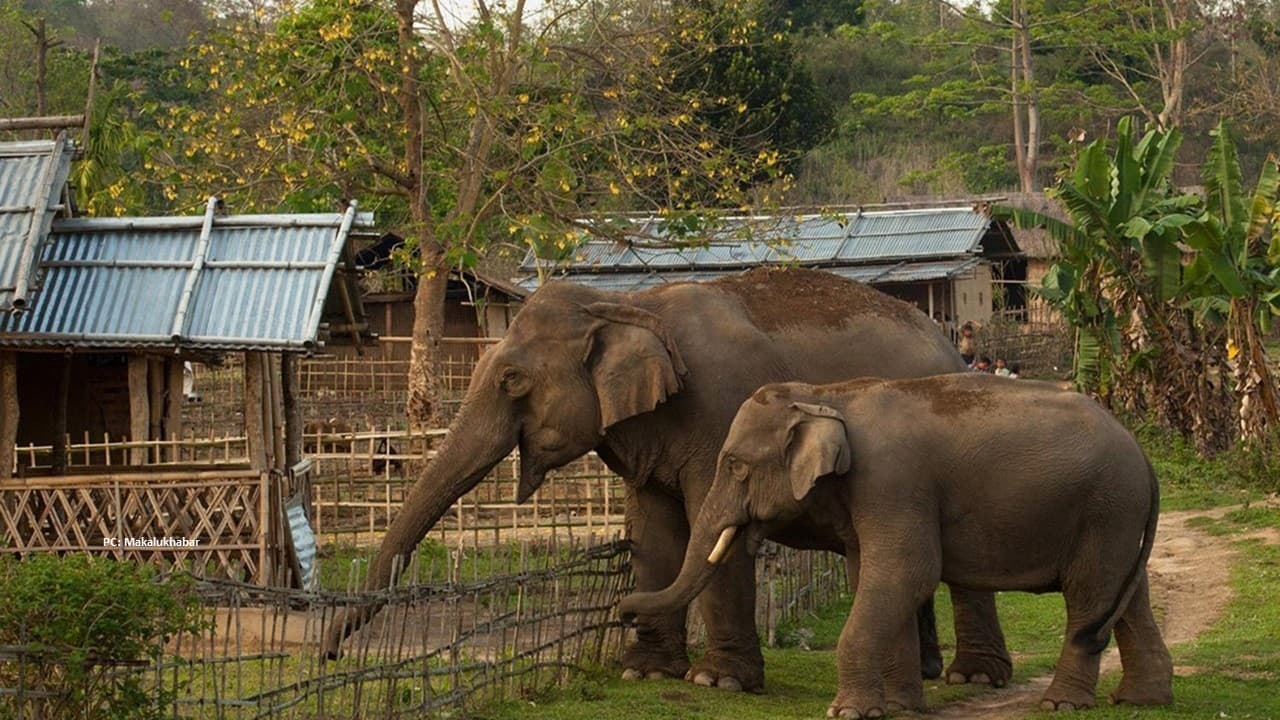 The Gentle Giants of Nepal: Elephants in Bardiya and Jhapa